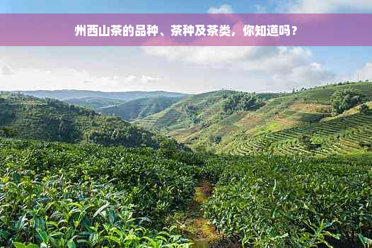 州西山茶的品种、茶种及茶类，你知道吗？