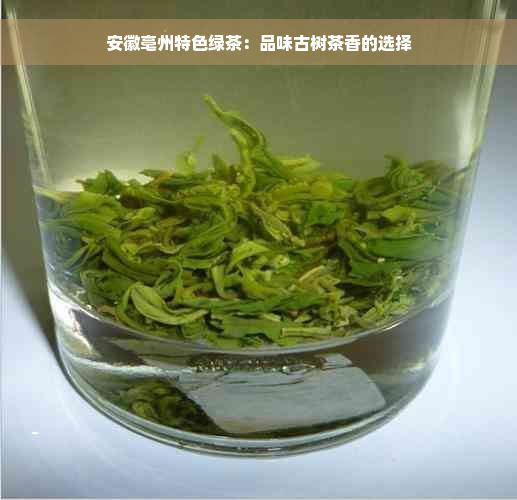 安徽亳州特色绿茶：品味古树茶香的选择