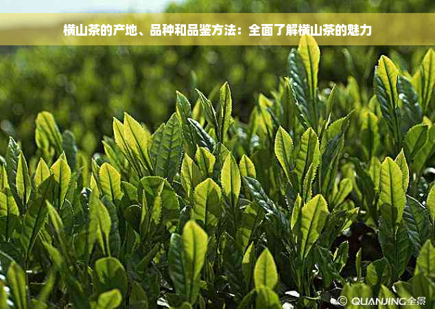 横山茶的产地、品种和品鉴方法：全面了解横山茶的魅力