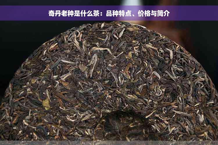 奇丹老种是什么茶：品种特点、价格与简介