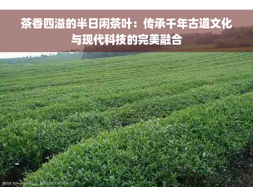 茶香四溢的半日闲茶叶：传承千年古道文化与现代科技的完美融合