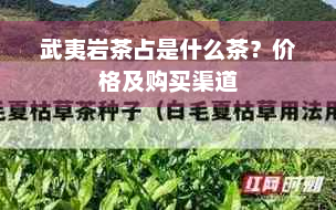 武夷岩茶占是什么茶？价格及购买渠道