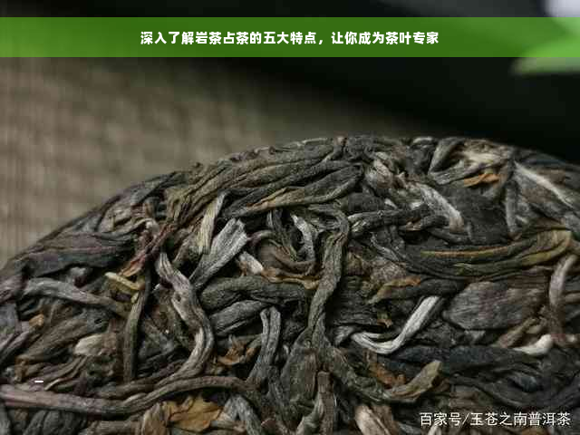 深入了解岩茶占茶的五大特点，让你成为茶叶专家