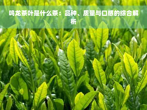 鸣龙茶叶是什么茶：品种、质量与口感的综合解析