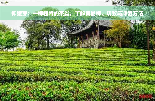 仲嫩芽：一种独特的茶类，了解其品种、功效与冲泡方法