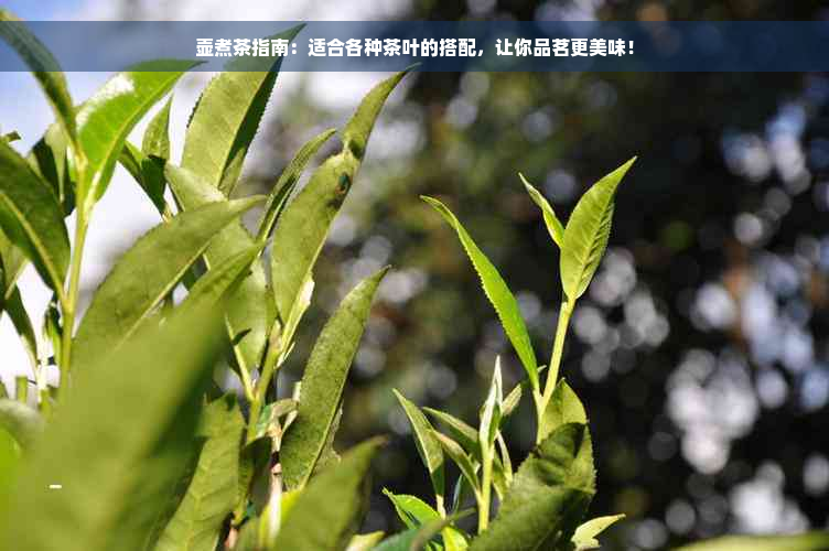 壶煮茶指南：适合各种茶叶的搭配，让你品茗更美味！