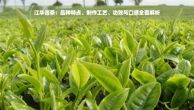 江华苦茶：品种特点、制作工艺、功效与口感全面解析