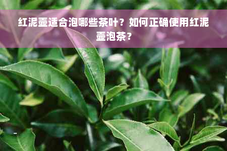 红泥壶适合泡哪些茶叶？如何正确使用红泥壶泡茶？