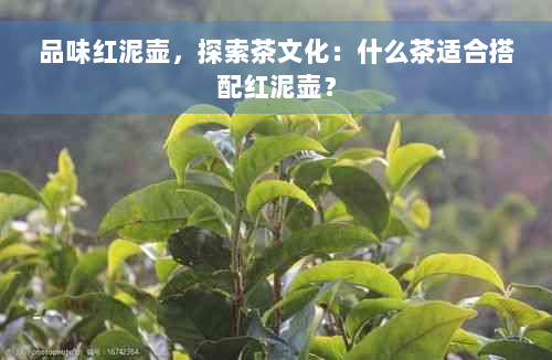 品味红泥壶，探索茶文化：什么茶适合搭配红泥壶？