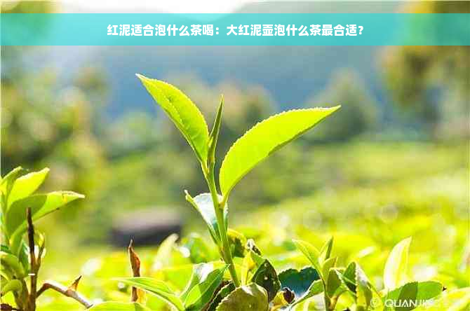 红泥适合泡什么茶喝：大红泥壶泡什么茶最合适？