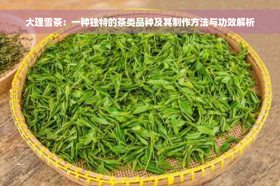 大理雪茶：一种独特的茶类品种及其制作方法与功效解析