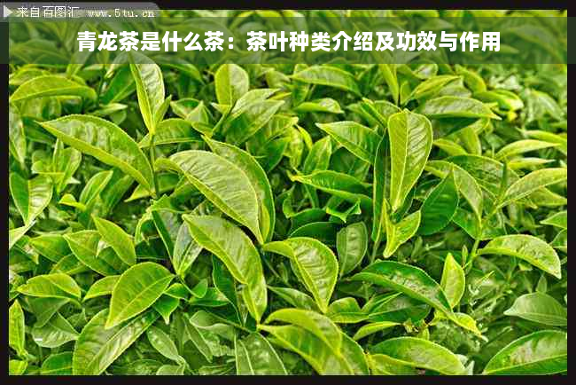 青龙茶是什么茶：茶叶种类介绍及功效与作用