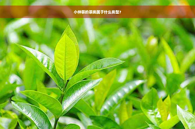 小仲茶的茶类属于什么类型？