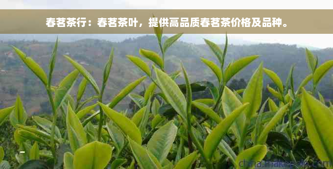 春茗茶行：春茗茶叶，提供高品质春茗茶价格及品种。