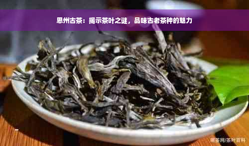 思州古茶：揭示茶叶之谜，品味古老茶种的魅力