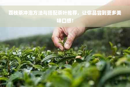 荔枝茶冲泡方法与搭配茶叶推荐，让你品尝到更多美味口感！