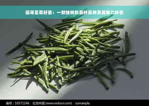 探寻至尊好茶：一款独特的茶叶品种及其魅力所在