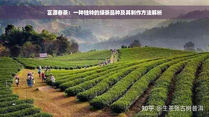 富源春茶：一种独特的绿茶品种及其制作方法解析