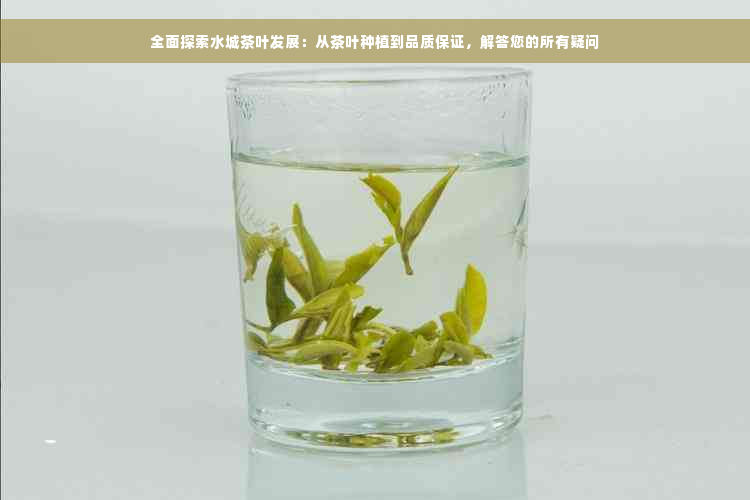 全面探索水城茶叶发展：从茶叶种植到品质保证，解答您的所有疑问