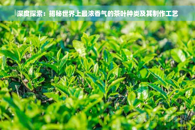 深度探索：揭秘世界上最浓香气的茶叶种类及其制作工艺