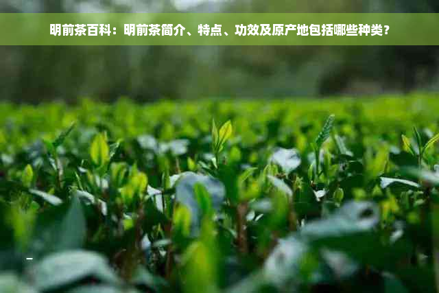 明前茶百科：明前茶简介、特点、功效及原产地包括哪些种类？