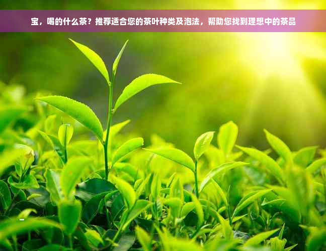 宝，喝的什么茶？推荐适合您的茶叶种类及泡法，帮助您找到理想中的茶品