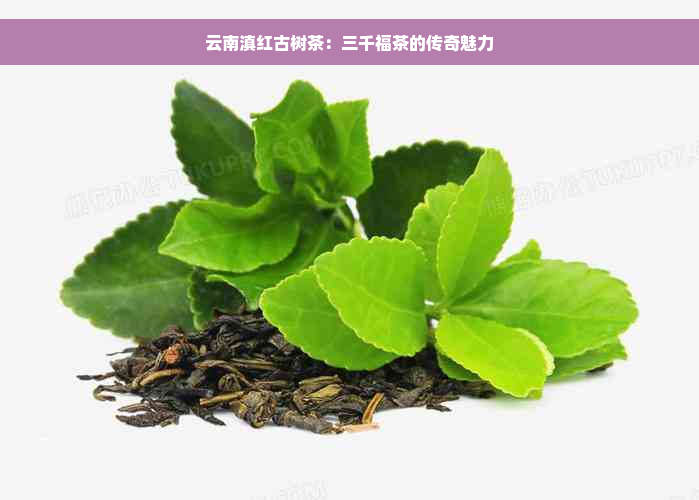 云南滇红古树茶：三千福茶的传奇魅力