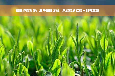 茶叶种类繁多：三千茶叶详解，从绿茶到红茶再到乌龙茶