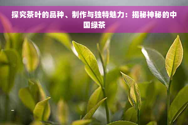 探究茶叶的品种、制作与独特魅力：揭秘神秘的中国绿茶