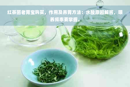 红茶菌老胃宝购买，作用及养胃方法：水酸原因解答，喂养频率要掌握。