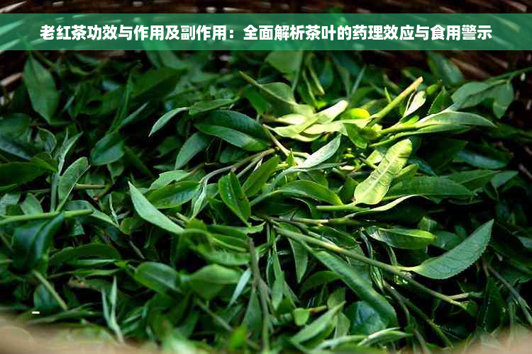 老红茶功效与作用及副作用：全面解析茶叶的药理效应与食用警示