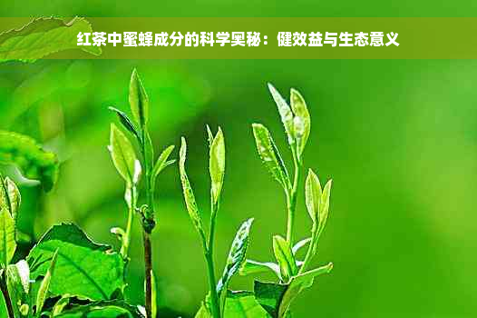 红茶中蜜蜂成分的科学奥秘：健效益与生态意义