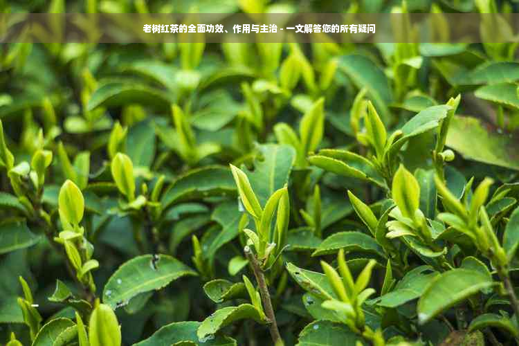 老树红茶的全面功效、作用与主治 - 一文解答您的所有疑问