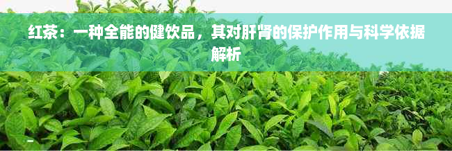 红茶：一种全能的健饮品，其对肝肾的保护作用与科学依据解析