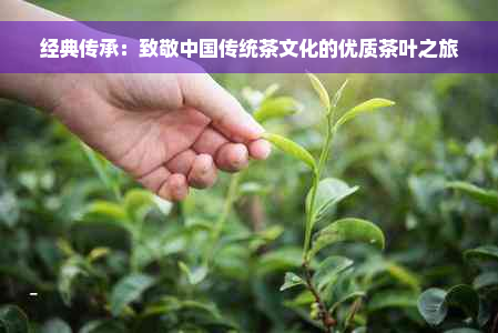 经典传承：致敬中国传统茶文化的优质茶叶之旅