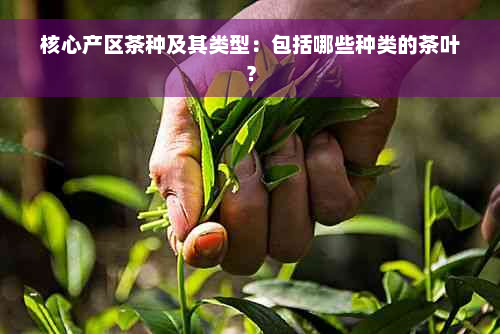 核心产区茶种及其类型：包括哪些种类的茶叶？