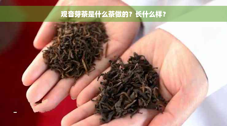 观音芽茶是什么茶做的？长什么样？