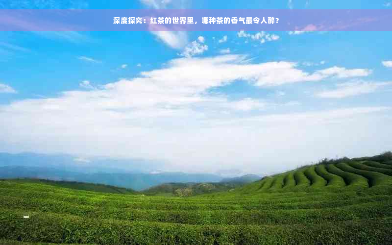 深度探究：红茶的世界里，哪种茶的香气最令人醉？