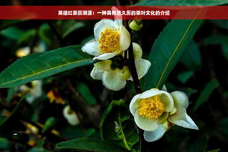 英德红茶历溯源：一种具有悠久历的茶叶文化的介绍