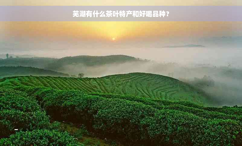 芜湖有什么茶叶特产和好喝品种？