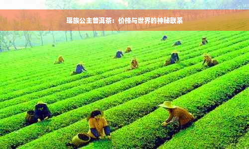 瑶族公主普洱茶：价格与世界的神秘联系