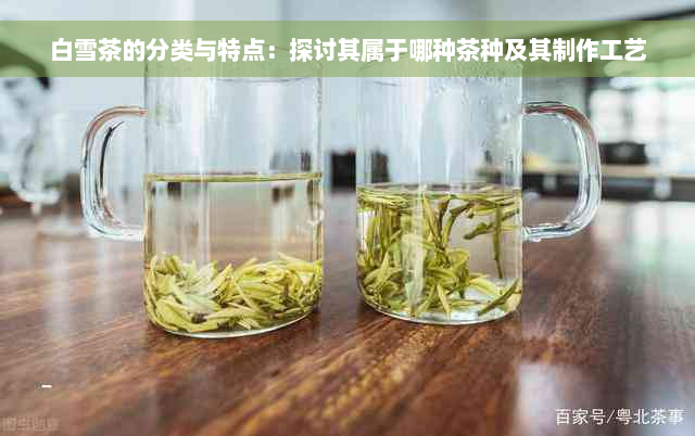 白雪茶的分类与特点：探讨其属于哪种茶种及其制作工艺