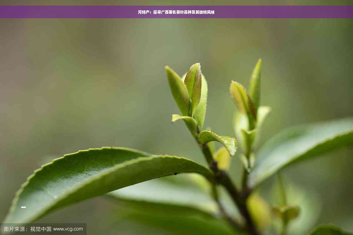 河特产：探寻广西著名茶叶品种及其独特风味