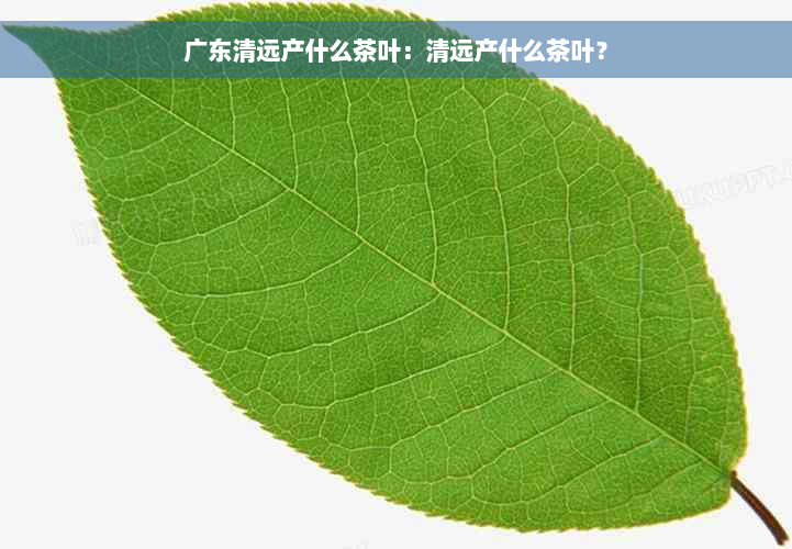 广东清远产什么茶叶：清远产什么茶叶？