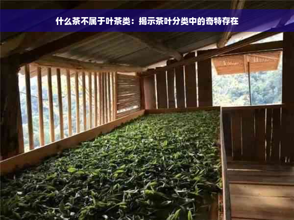 什么茶不属于叶茶类：揭示茶叶分类中的奇特存在