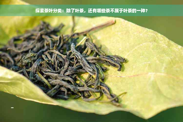 探索茶叶分类：除了叶茶，还有哪些茶不属于叶茶的一种？