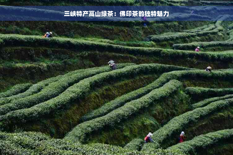 三峡特产高山绿茶：佛印茶的独特魅力