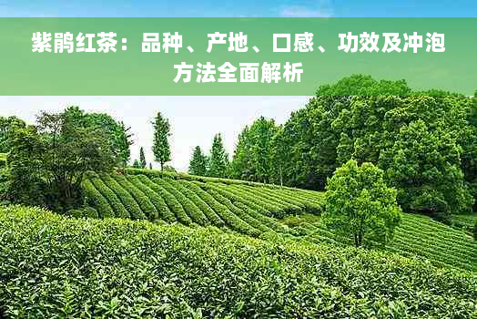 紫鹃红茶：品种、产地、口感、功效及冲泡方法全面解析