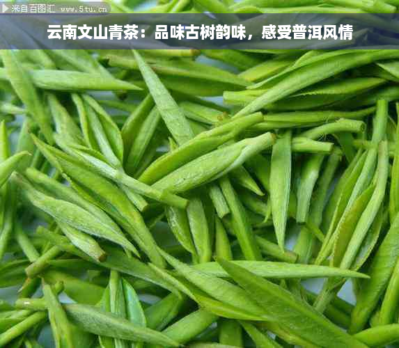 云南文山青茶：品味古树韵味，感受普洱风情