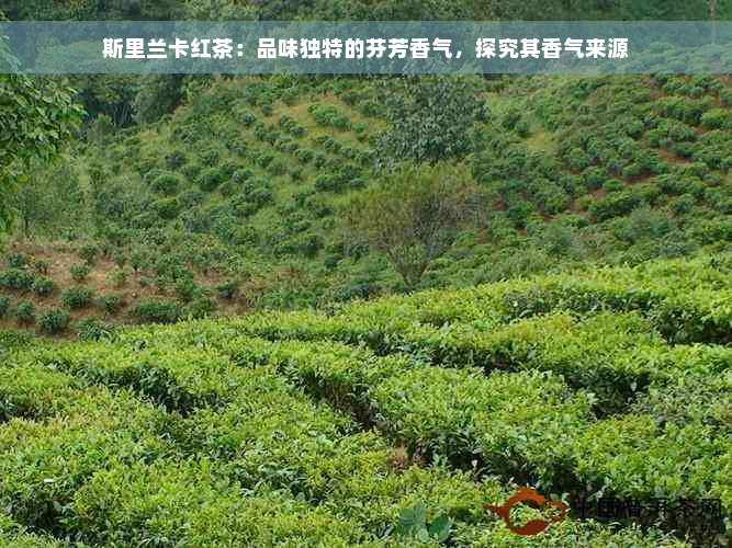 斯里兰卡红茶：品味独特的芬芳香气，探究其香气来源